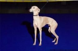 Galería de Ormella De Shirkan