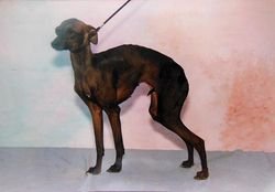 Galería de Darkdancer Pro Stesti