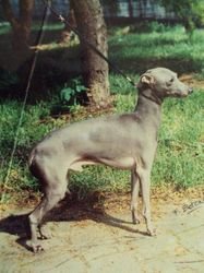 Galería de Mynos Des Princes Du Désert