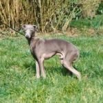 Fiefoerniek’s Florestan