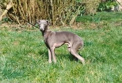 Galería de Fiefoerniek’s Florestan