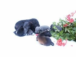 Galería de Walishbury Mille Et Une Nuit Italienne