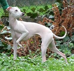 Galería de Py’s Shamare