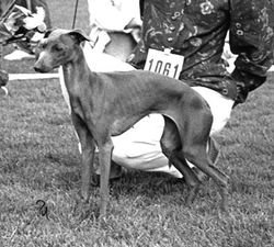 Galería de Sobers Tindra