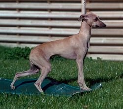 Galería de Jolie Mome Des Trois Pyramides