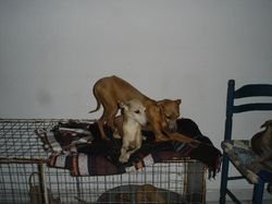 Galería de Rosine De La Roche Hue