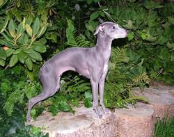 Galería de Dark Legend’s Kinnara