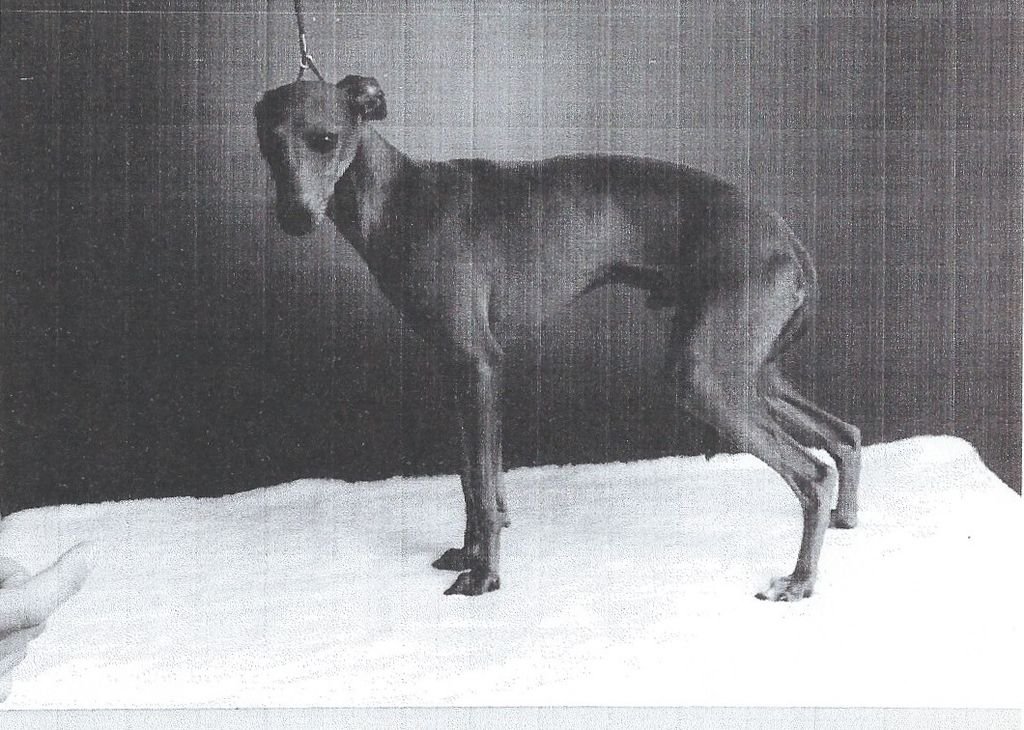 Galería de Flashing Delight’s Marco Polo