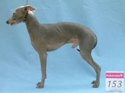 Galería de Kafiristan’s Fidelio