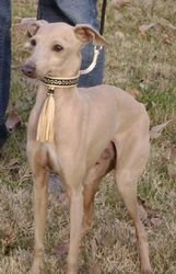 Galería de Alfa Le Roméo De La Roche Hue