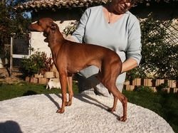 Galería de Tout Feu Tout Flamme Des Princes De Kazan