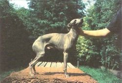 Galería de Puccini El-Saghir