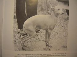 Galería de Vertragus Flavio