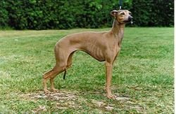 Galería de Racing Greys Bella Euåna