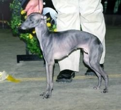 Galería de Py’s Samsara