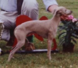 Galería de Dino Z Krysztalowej Komnaty