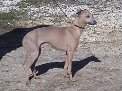 Galería de Piccolo Du Domaine De Chanteloup