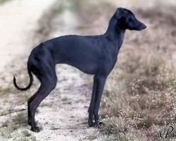 Galería de Italica Z Tarnowskich Leliwitow