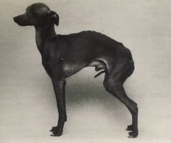 Galería de Starfighter Freddy