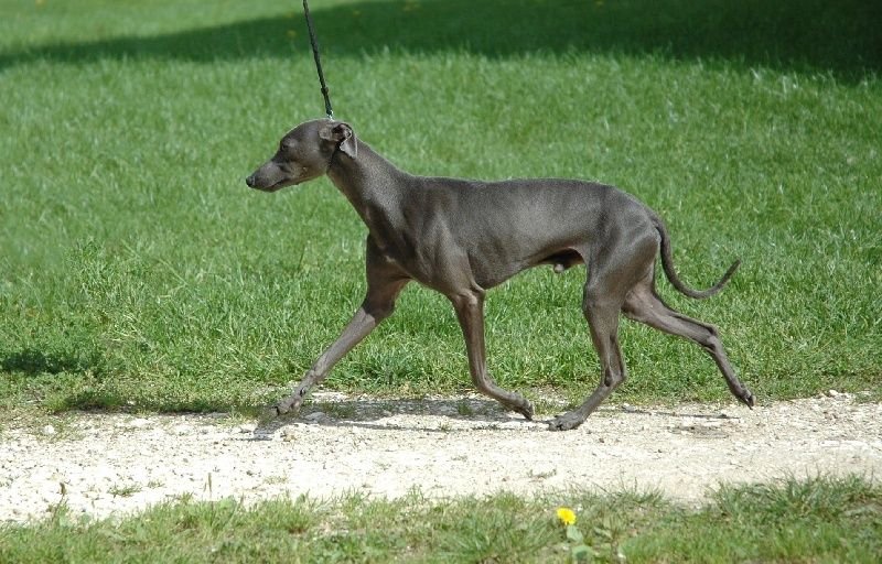 Galería de Py’s Kesell