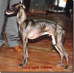 Galería de Vertragus Nibbio