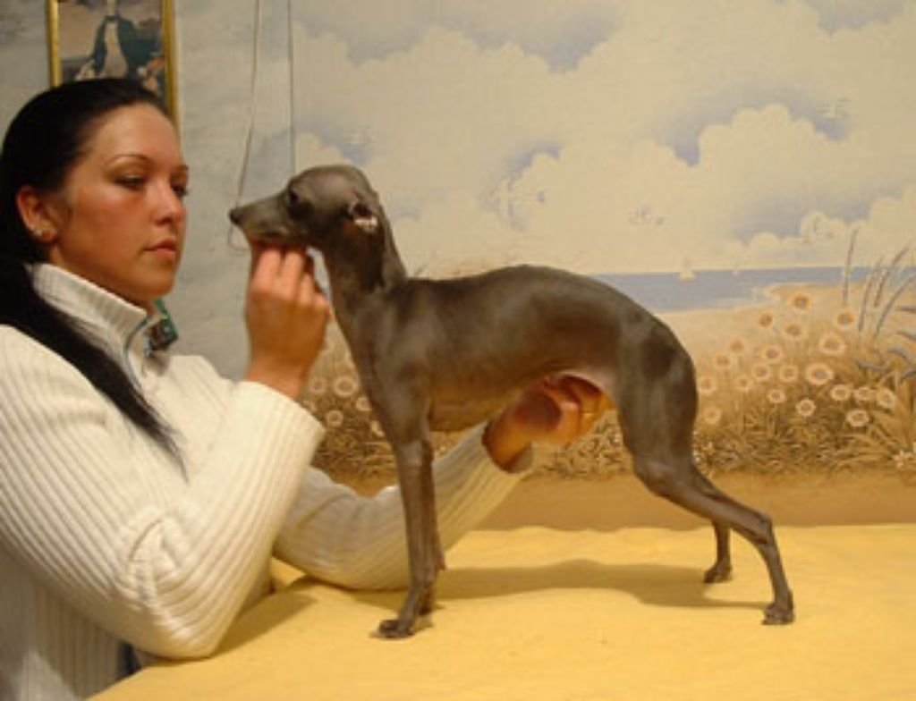 Galería de Dark Legend’s Kinnara