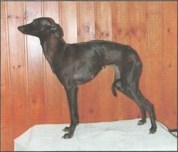 Galería de Ophelia De Shirkan