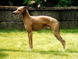 Galería de Canta Libre The Sundance Kid