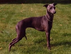 Galería de Winter Moon String Of Pearls