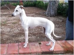 Galería de Hooligan Du Domaine De Chanteloup