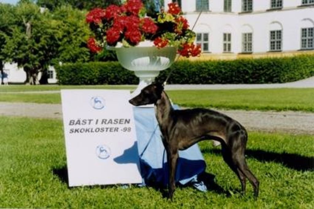 Galería de Sobers Bravissimo