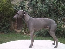 Galería de Un Saphir Des Princes De Kazan