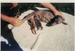 Galería de Ornella Des Princes De Kazan Ac