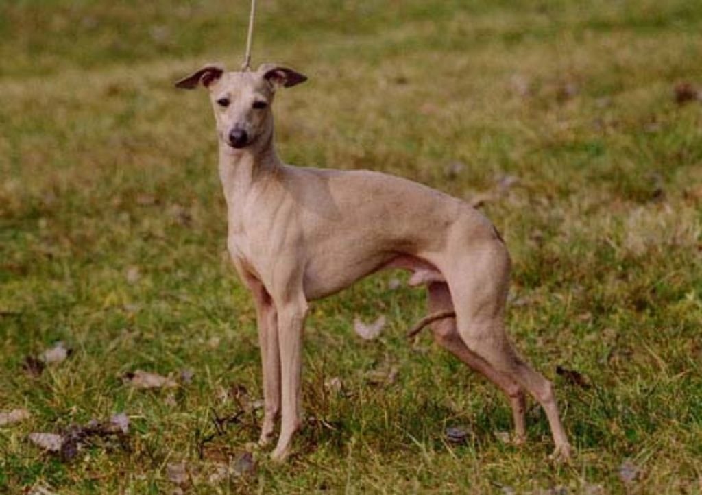 Galería de Movado Ric Rosso