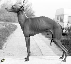 Galería de Dairylane Moody Blue