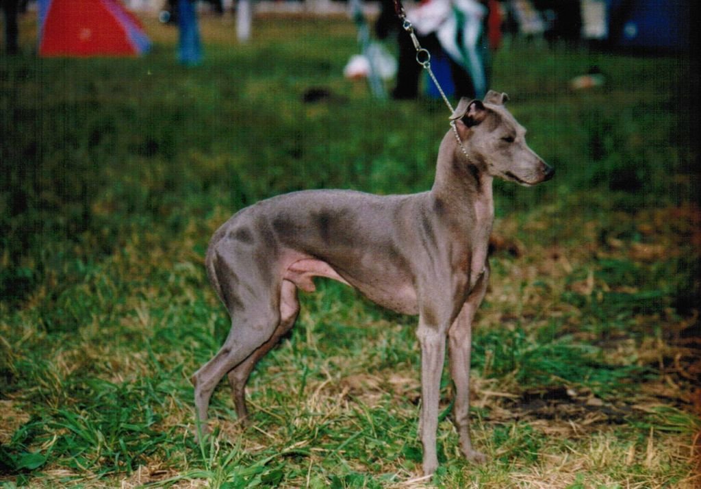 Galería de Kafiristan’s Fidelio