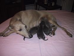 Galería de Rosa Bella Des Princes De Kazan