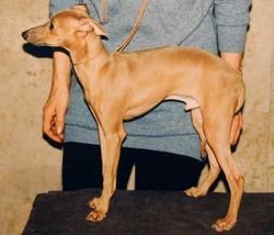 Galería de Violent Iz Ozherelia