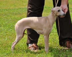 Galería de Tanisha P’Yari Sarna