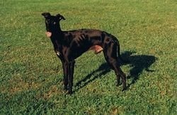 Galería de Ever Black De Shirkan