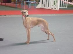 Galería de Cerrutti Des Princes De Kazan