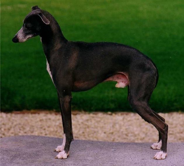 Galería de Artmeis Fly By Night