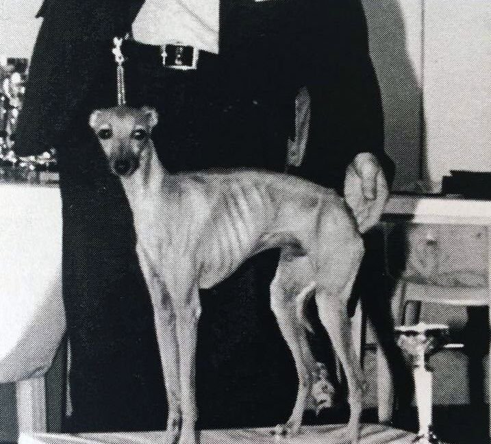 Galería de Magistere Oudini