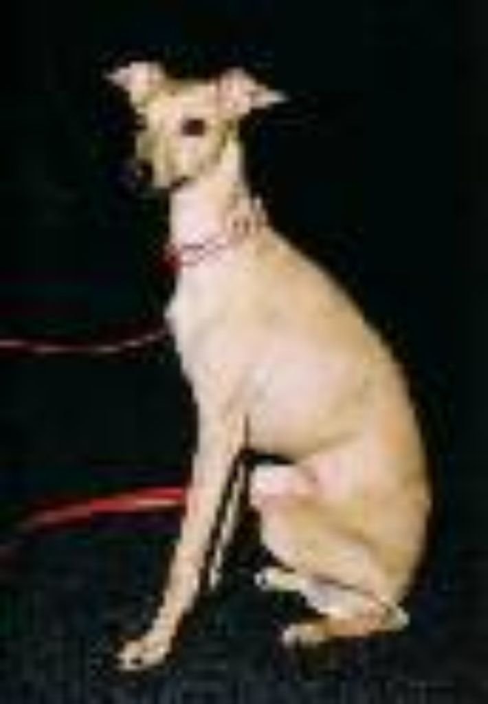 Galería de Adelchi Sirio