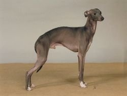 Galería de Jemalsheva Peter Pan