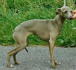 Galería de Vertragus Quintessenza