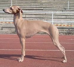 Galería de Eugenios Juliet Capulet