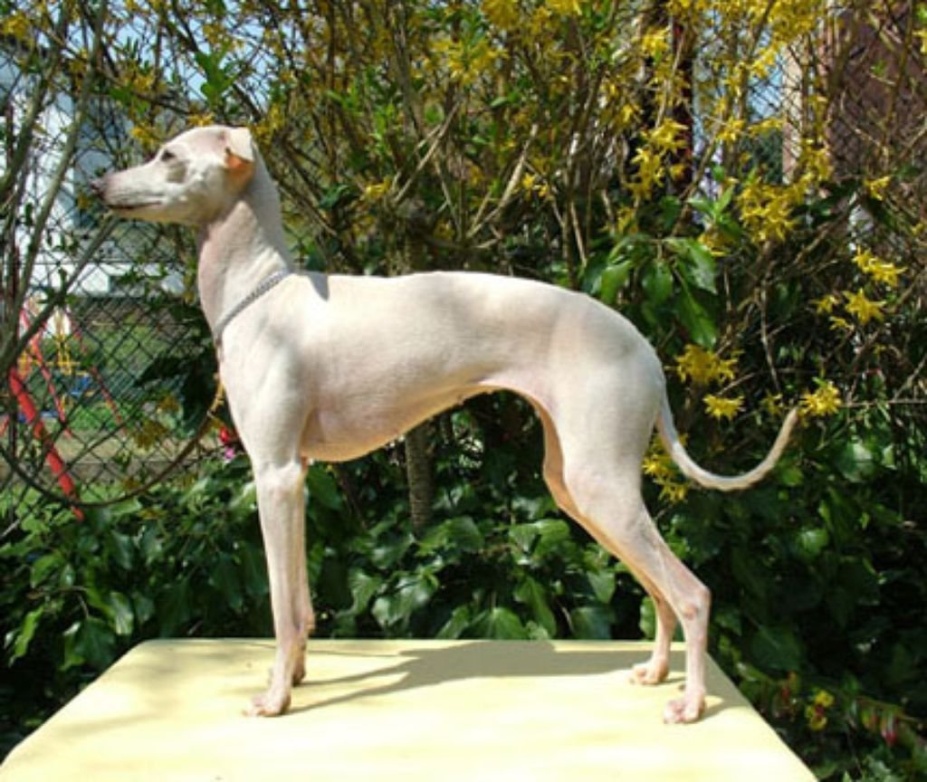 Galería de Py’s Shamare