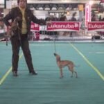 Ti Amo Des Princes De Kazan