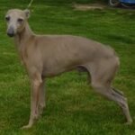 Vivaldi Des Princes De Kazan